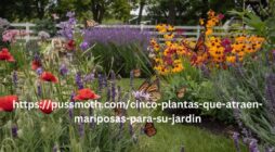 httpspussmoth.comcinco-plantas-que-atraen-mariposas-para-su-jardin