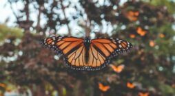 httpspussmoth.comlas-mariposas-monarca-regresan-a-lo-grande